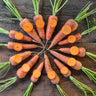 Danvers Half Long Carrot (Heirloom 75 days) - Vegetables