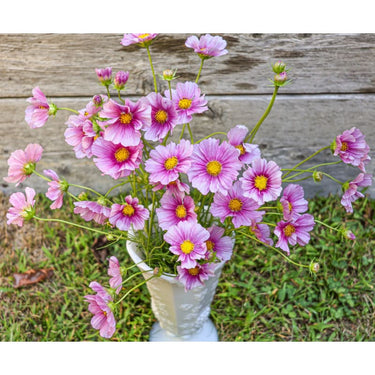 Daydream Cosmos - Flowers