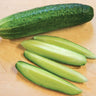 Delikatesse Cucumber (Heirloom 60 Days) - Vegetables