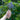 DeWit Potting Trowel - Garden Supplies