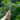 DeWit Serrated Farmer’s Dagger - Garden Supplies