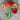 Double Gudoshnik Tulip - Fall