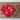 Double Salmon Zahara Zinnia - Flowers