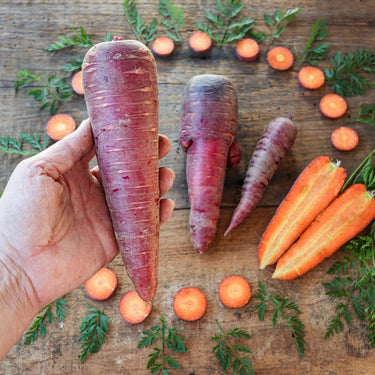 Dragon Carrot (85 Days) - Vegetables