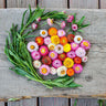 Dwarf Mix Strawflower - Flowers