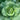 Early Jersey Wakefield Cabbage (Heirloom 60-75 Days) - Vegetables