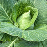 Early Jersey Wakefield Cabbage (Heirloom 60-75 Days) - Vegetables
