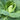 Early Jersey Wakefield Cabbage (Heirloom 60-75 Days) - Vegetables