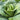 Early Jersey Wakefield Cabbage (Heirloom 60-75 Days) - Vegetables