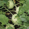 Green kohlrabi in garden bed