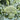Eastern Magic Broccoli (F1 Hybrid 62 Days) - Vegetables