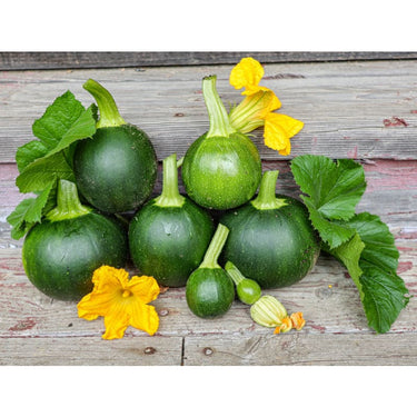 Eightball Zucchini Summer Squash (F1 Hybrid 35 Days) - Vegetables
