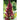 Elephant Head Amaranth Seed