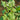 A close-up of a leafy green field radish cover crop with small white flowers growing in a garden bed.