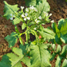 A close-up of a leafy green field radish cover crop with small white flowers growing in a garden bed.