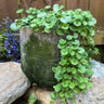 Emerald Falls Dichondra - Flowers