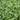 A close-up view of dense green field pea cover crop filling the frame.