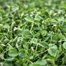 A close-up view of dense green field pea cover crop filling the frame.