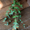 Eucalyptus Essential Oil (5 ml) - Crafts