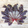 Firebird Swiss Chard (F1 Hybrid 60 Days) - Vegetables