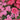 Flavora Rose Shades Dianthus - Flowers