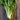 Fordhook Swiss Chard (58 Days) - Vegetables