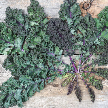 Frise Rouge Kale (Organic 55 Days) - Vegetables