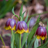 Fritillaria Michailovskyi - Fall