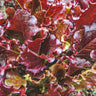 Gabriella Lettuce (50 Days) - Vegetables