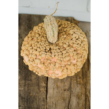 Galeux D’ Eysines Winter Squash (Heirloom 100 Days) - Vegetables