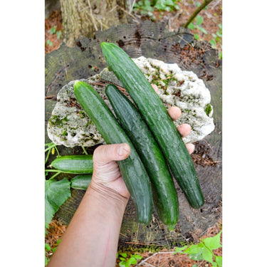 Garden Sweet Burpless Cucumber (F1 Hybrid 60 Days) - Vegetables