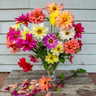 Giant Hybrid Mix Dahlia - Flowers