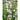 Giant Imperial Mix Larkspur - Flowers