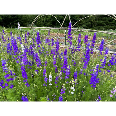 Giant Imperial Mix Larkspur - Flowers