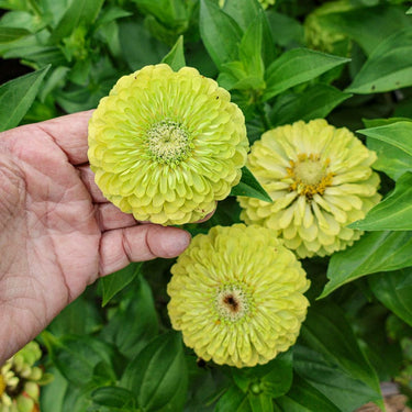 Giant Lime Zinnia - Flowers