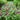 Globe Amaranth - Flowers