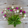 Globe Amaranth - Flowers