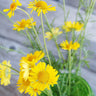 Golden Marguerite - Herbs