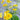 Golden Marguerite - Herbs