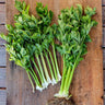 Golden Pascal Celery (Heirloom 101 Days) - Vegetables