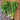 Golden Pascal Celery (Heirloom 101 Days) - Vegetables