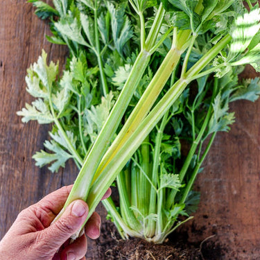 Golden Pascal Celery (Heirloom 101 Days) - Vegetables