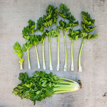 Golden Self Blanching Celery (Heirloom 105 Days) - Vegetables