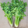 Golden Self Blanching Celery (Heirloom 105 Days) - Vegetables