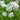 Graceful Beauty Allium - Fall