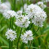 Graceful Beauty Allium - Fall
