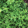 Greek Oregano - Herbs