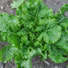 Green Ice Lettuce (45 Days) - Vegetables