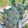Green Magic Broccoli (F1 Hybrid 60 Days) - Vegetables