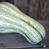 Green Striped Cushaw Winter Squash (Heirloom 105 Days) - Vegetables